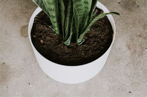 How to Make Fake Soil for Artificial Plants – WAYSAVING